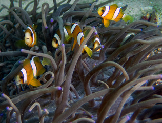 Clarkes Anemonefish (Amphiprion clarckii) in Malapascua, Philippines