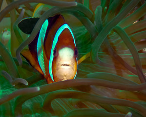 Clarkes Anemonefish (Amphiprion clarckii) in Malapascua, Philippines