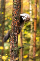 European Pine Marten (Marten Marten) Searching for Food