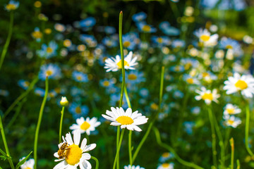 field of daisies