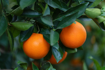 Organic Orange in tree
