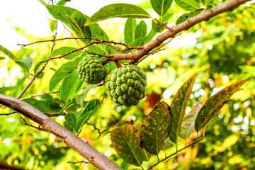 custard apple fruits (sugar apple or sweetsop)