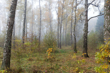 Misty morning in the woods in the fall. Morning, autumn. Birch grove, near the city.