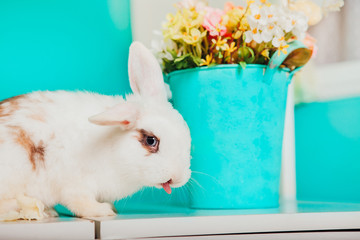 White easter lively bunny on an easter table nibbles cabbage and shows tongue