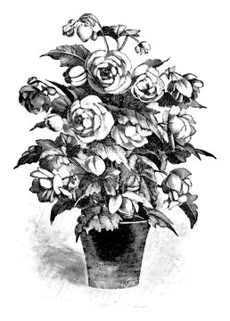 black and white potted flowers clip art preview