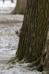 Red eurasian squirrel on the tree in the park, close-up.