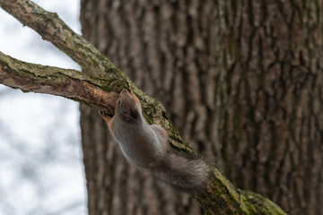 Red eurasian squirrel on the tree in the park, close-up.