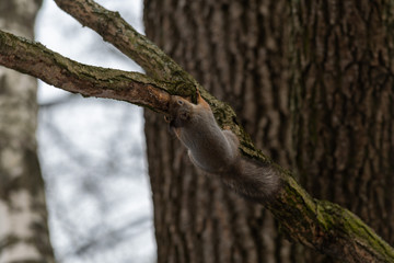 Red eurasian squirrel on the tree in the park, close-up.