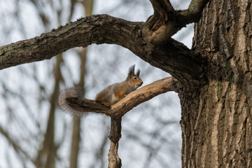 Red eurasian squirrel on the tree in the park, close-up.