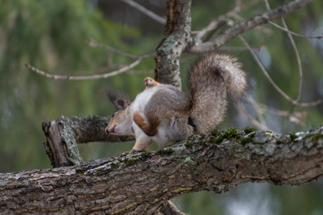 Red eurasian squirrel on the tree in the park, close-up.