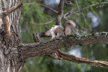 Red eurasian squirrel on the tree in the park, close-up.