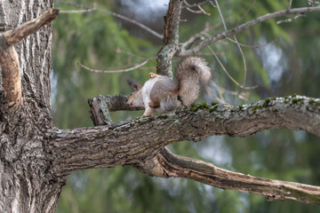 Red eurasian squirrel on the tree in the park, close-up.
