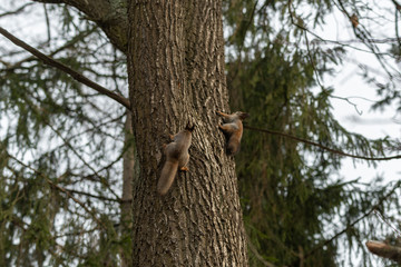 Fototapeta premium Red eurasian squirrel on the tree in the park, close-up.