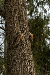 Red eurasian squirrel on the tree in the park, close-up.