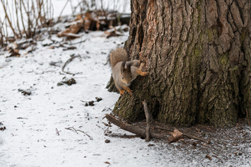 Red eurasian squirrel on the tree in the park, close-up.