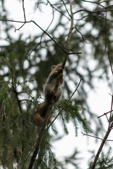 Fototapeta premium Red eurasian squirrel on the tree in the park, close-up.