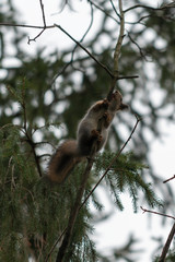 Red eurasian squirrel on the tree in the park, close-up.