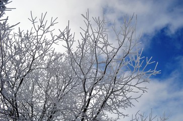 branches of wood covered with snow