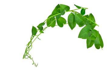 Heart shaped leaves vine, devil's ivy, golden pothos, isolated on white background, clipping path included. Ornamental plant with natural fresh and dried leaves in panorama view.
