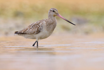 Black tailed Godwit - Maçarico bico direito -  Limosa limosa