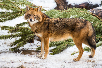 Obraz premium Portrait of an ordinary Jackal