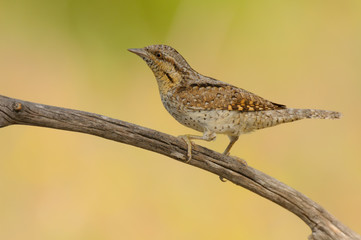 Eurasian Wryneck - Jynx Torquilla - Torcicolo
