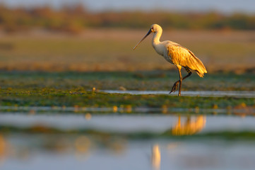 Spoonbill - Platalea leucorodia - Colhereiro 