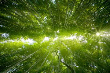 bamboo forest light with the sun  and show the nice green style