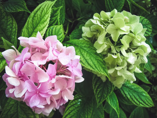 Hydrangea macrophylla is a beautiful bush of pink and white hydrangea macrophylla flowers that...