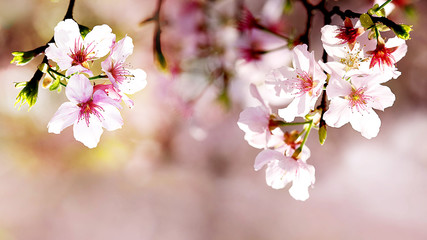 Beautiful sakura flower in flower garden
