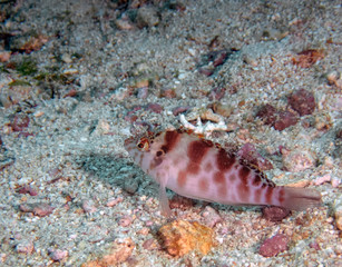 Fototapeta na wymiar A Coral Hawkfish (Cirrhitichthys oxycephalus)
