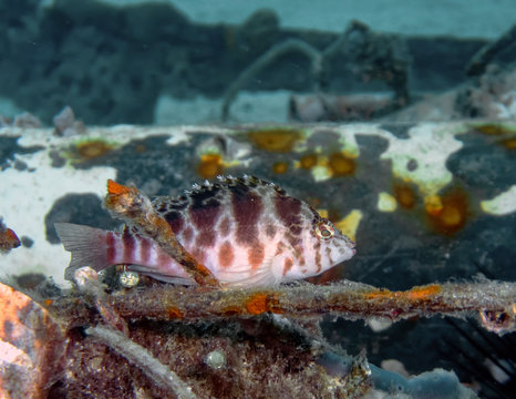 A Coral Hawkfish (Cirrhitichthys oxycephalus)