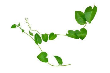 Heart shaped leaves vine, devil's ivy, golden pothos, isolated on white background, clipping path...