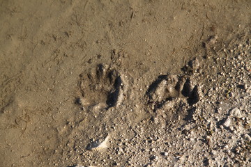 Fox and badger foot prints in the mud