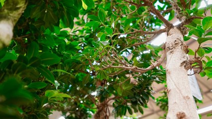 Beautiful bonsai plant macro closeup shot. Bonsai forest indoors. Home and city gardening concept.