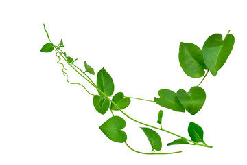 Heart shaped leaves vine, devil's ivy, golden pothos, isolated on white background, clipping path included. Ornamental plant with natural fresh and dried leaves in panorama view.