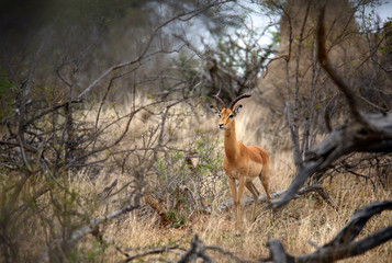 Fototapeta premium Impala Viewed through the Bush. Kruger Park, South Africa