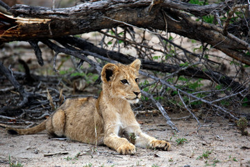 Naklejka na ściany i meble Young Lion Cub Relaxing on the Ground. Kruger Park, South Africa