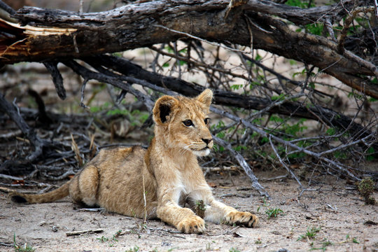 Young Lion Cub Relaxing on the Ground. Kruger Park, South Africa