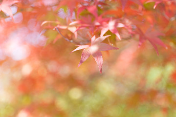 Fototapeta premium 紅葉