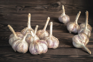 A lot of raw fresh garlic on a dark wooden background. Close up garlic bulb. Healthy food or herbal natural medicine plant concept.