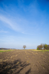 Lone tree on field under the blue sky