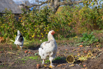 Chicken walks in garden. Discovery air. Garden.