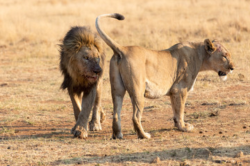 Fototapeta premium Big male lion approach a lioness to strengthen relationship in the pride