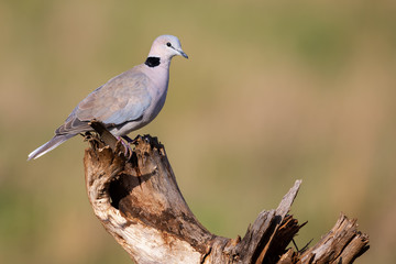 Cape Turtle Dove sitting on a dead tree stump in bright sunlight