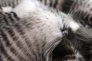 Selective focus. White and black striped fur background, texture, macro