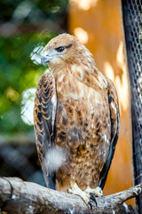 Bird of prey Golden eagle sitting on a branch in the zoo