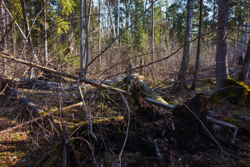 trees fallen in the forest, dry branches, crosses over one another, cannot pass, wind works