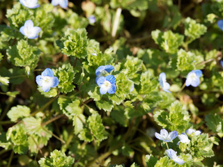 Veronica persica -  Véronique de Perse ou Véronique commune 