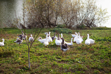 White and gray geese flock near the water. Agriculture farming